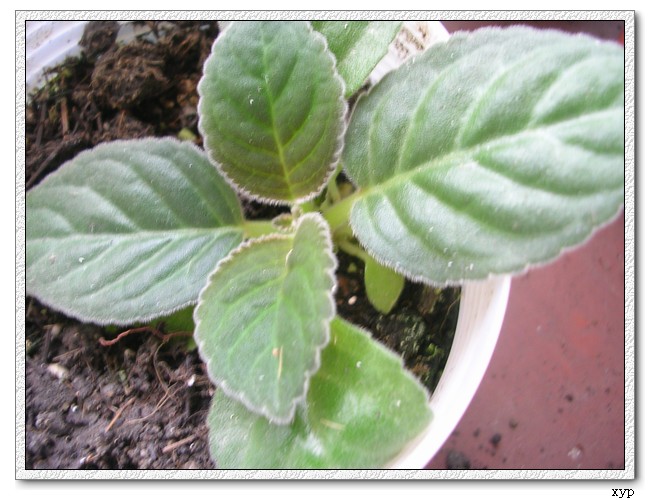 [����]��ͩ��ѿ��