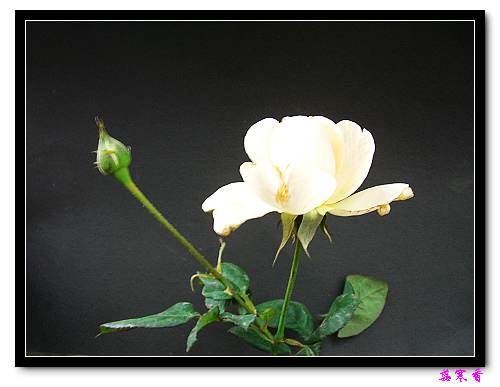 ��������¼���԰:P18�ٹ�