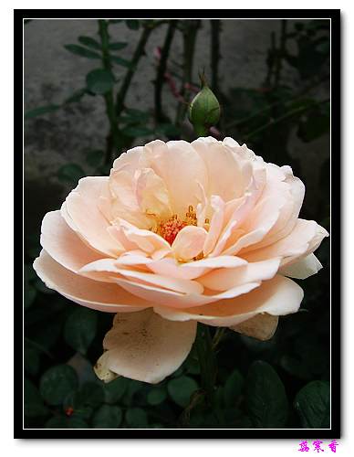 ��������¼���԰:P18�ٹ�