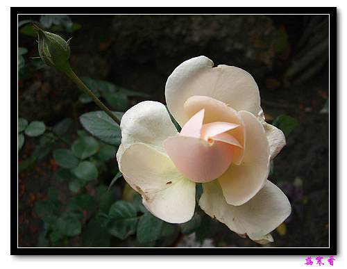 ��������¼���԰:P18�ٹ�