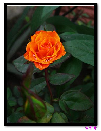 ��������¼���԰:P18�ٹ�