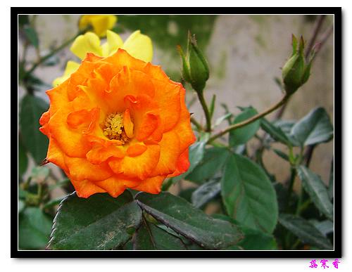 ��������¼���԰:P18�ٹ�