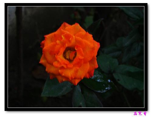 ��������¼���԰:P18�ٹ�