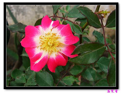 ��������¼���԰:P18�ٹ�