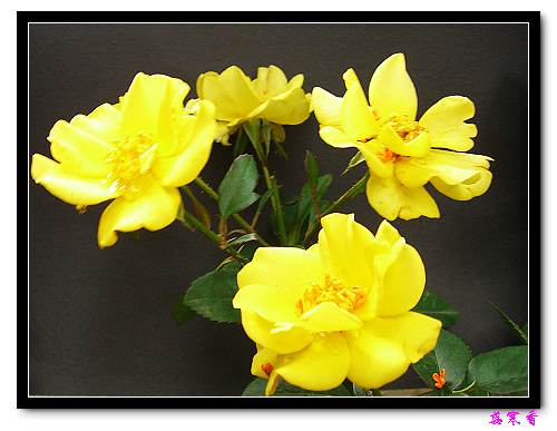 ��������¼���԰:P18�ٹ�