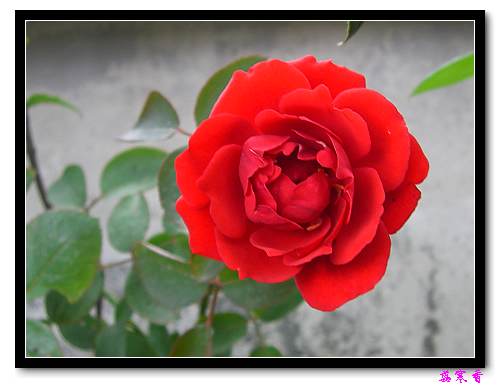 ��������¼���԰:P18�ٹ�