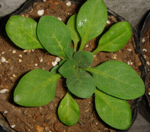 ���İ�ţ���Ϳ����ؼ�����ר����Ʒ���¸�~~