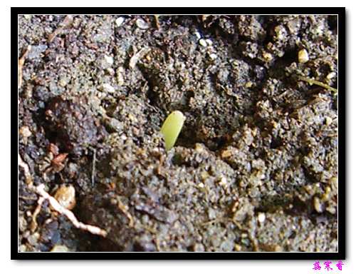 ������!P7:����ʼ��ѿ��