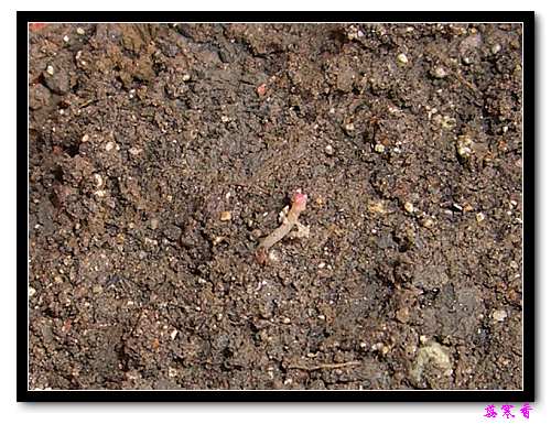 ������!P7:����ʼ��ѿ��