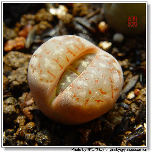 ��ҿ���׬ȡ֮����ƪ