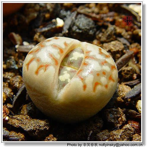 ��ҿ���׬ȡ֮����ƪ