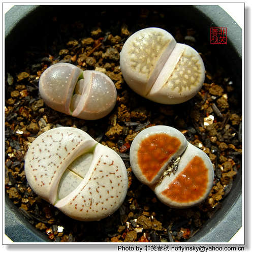 ��ҿ���׬ȡ֮����ƪ