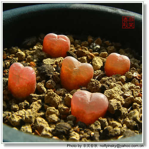 ��ҿ���׬ȡ֮����ƪ