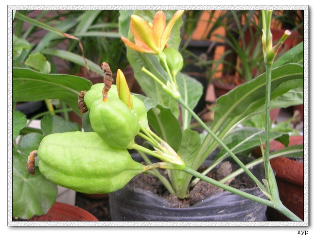 ��ɿ�����yhjane��������