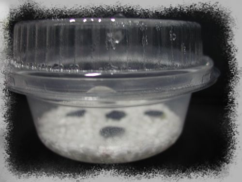 H.calyptratum �G����피t ���N�o�