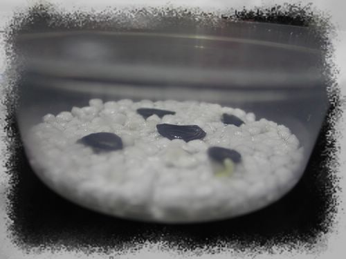 H.calyptratum �G����피t ���N�o�