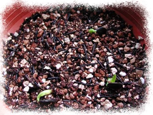 H.calyptratum �G����피t ���N�o�