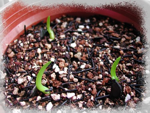 H.calyptratum �G����피t ���N�o�