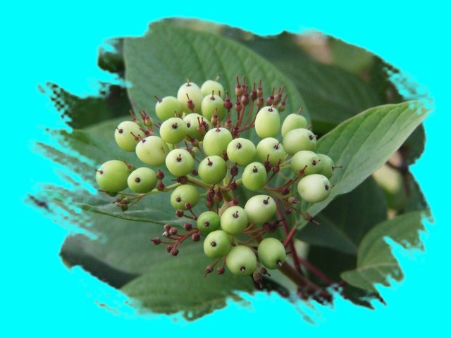 [ԭ��]С������