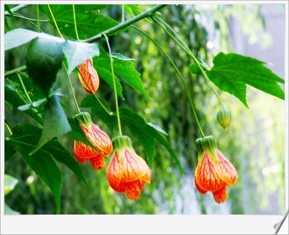 [ԭ��]С������