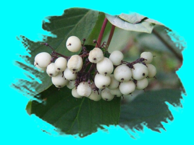 [ԭ��]С������