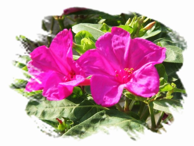 [ԭ��]С������