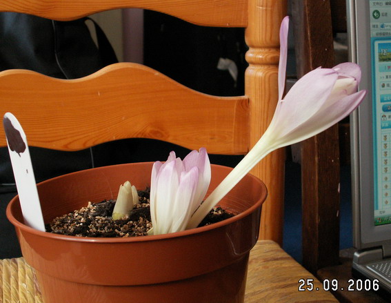 �ֵ��������