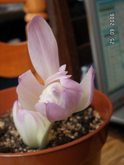 �ֵ��������