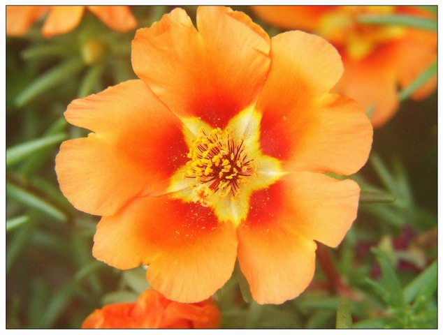 [ԭ��]С������