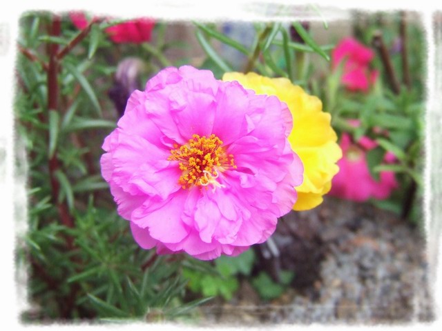 [ԭ��]С������