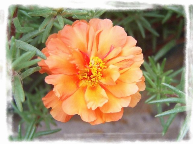 [ԭ��]С������