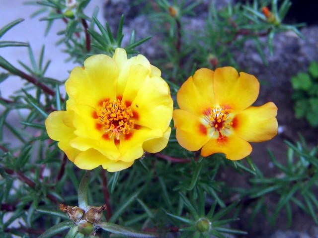 [ԭ��]С������