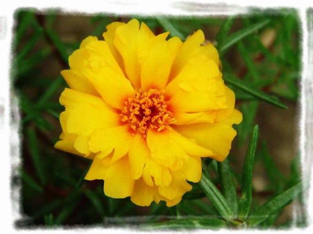 [ԭ��]С������