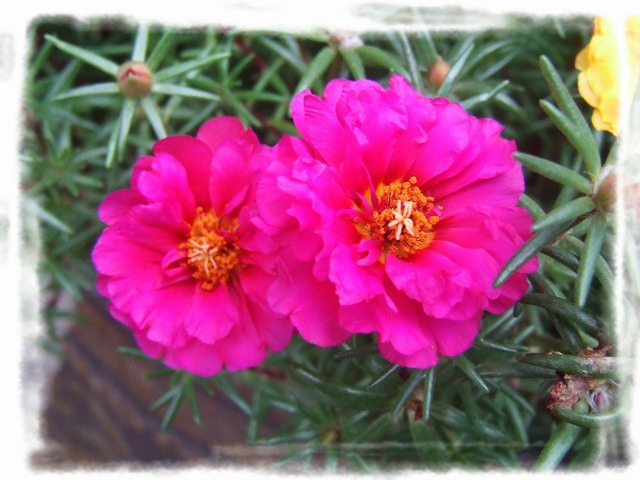 [ԭ��]С������