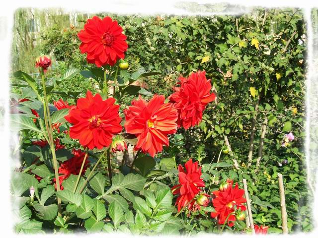 [ԭ��]С������