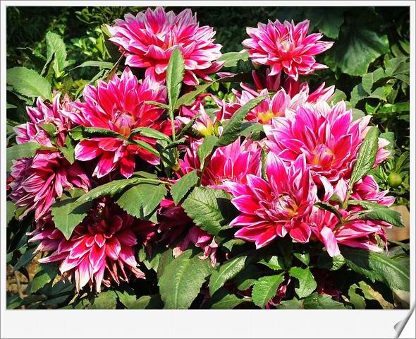 [ԭ��]С������