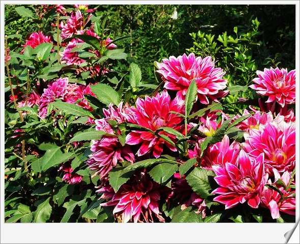 [ԭ��]С������