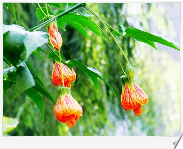 [ԭ��]С������