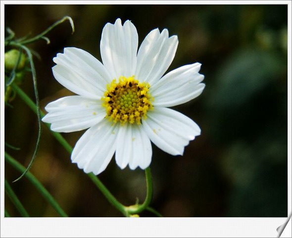 [ԭ��]С������