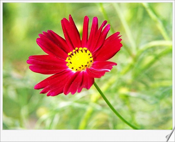 [ԭ��]С������