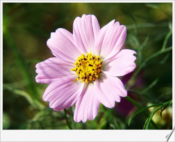 [ԭ��]С������