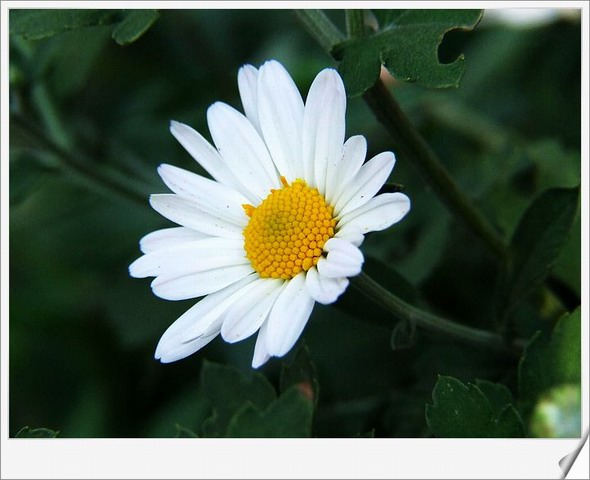 [ԭ��]С������