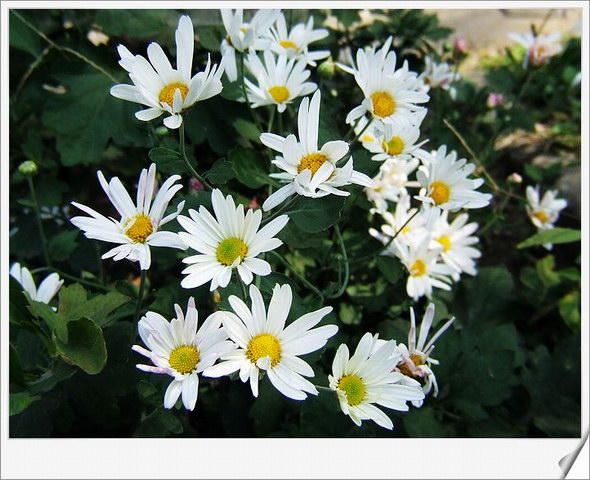 [ԭ��]С������