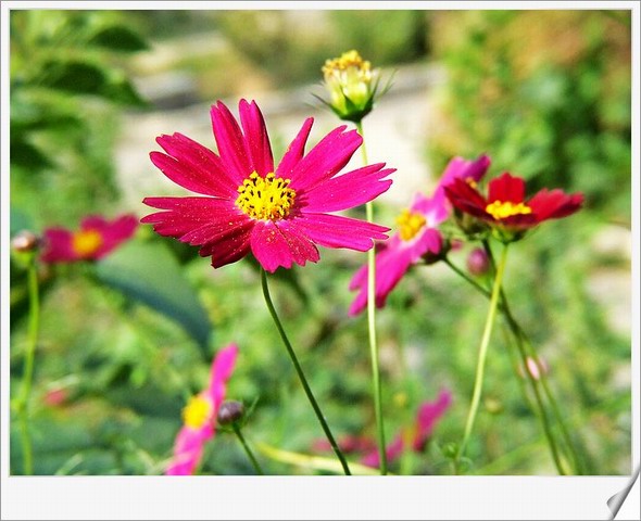 [ԭ��]С������