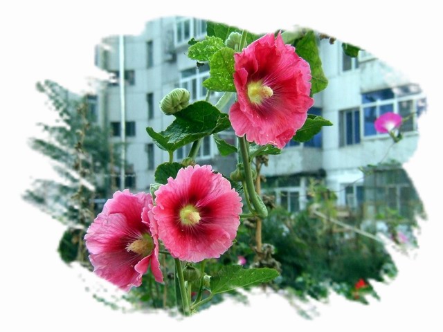 [ԭ��]С������