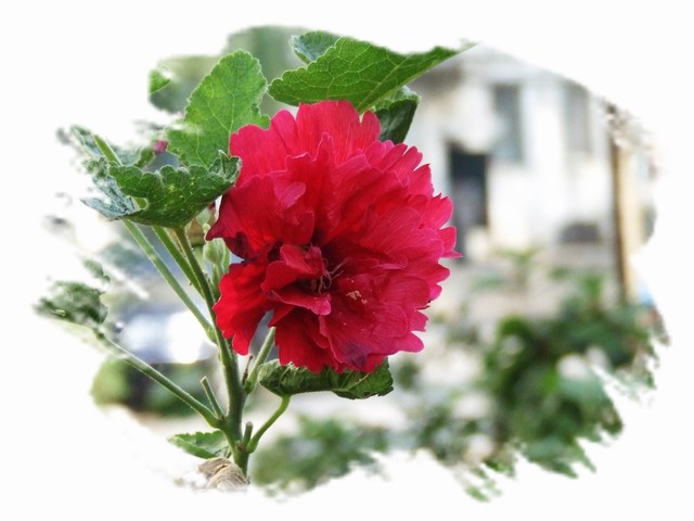 [ԭ��]С������