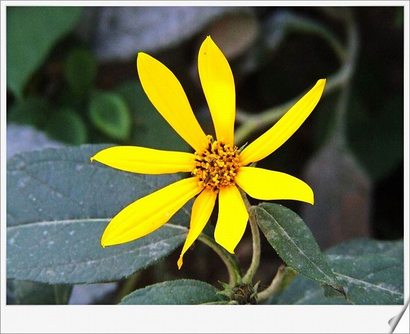 [ԭ��]С������