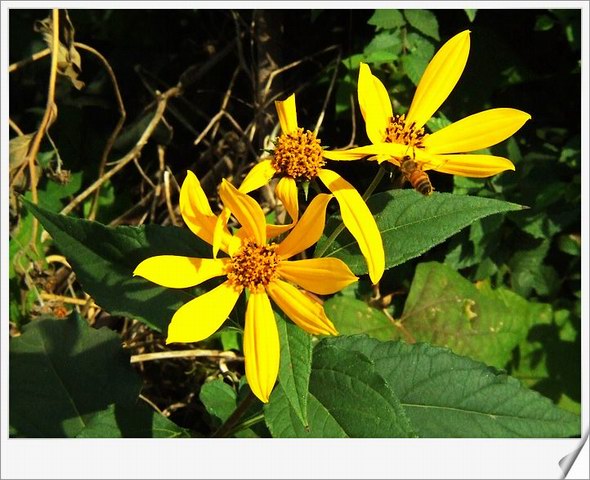 [ԭ��]С������