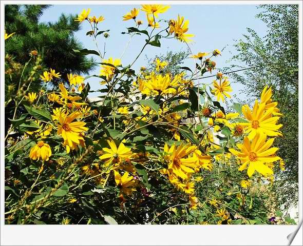 [ԭ��]С������