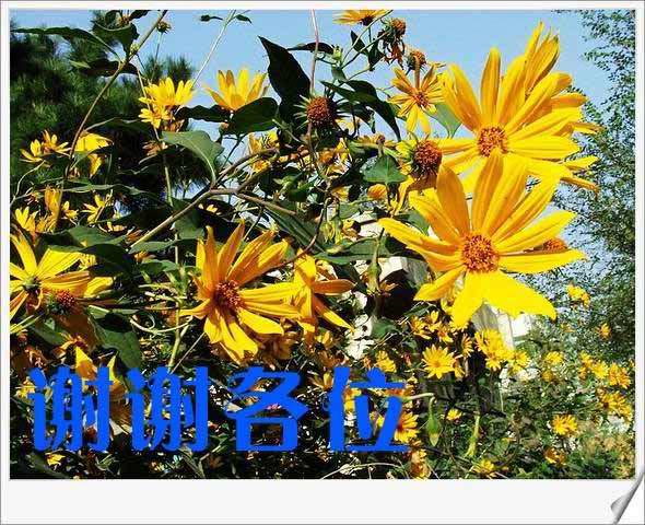 [ԭ��]С������